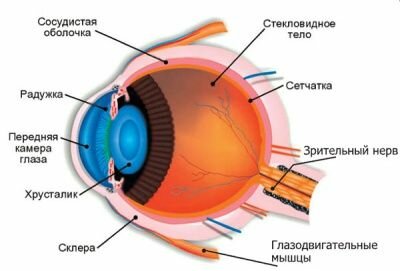 Как работает глаз?