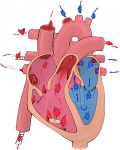 Как работает сердце