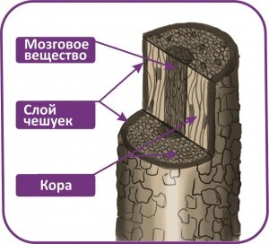 Строение волос человека