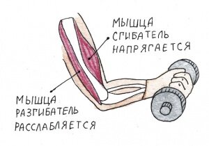 Группы мышц человека