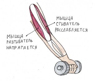 Группы мышц человека