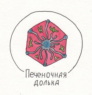 Фабрика здоровья