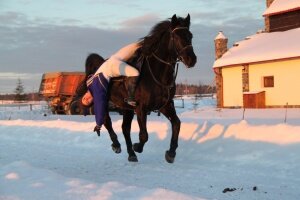 Конный спорт-для тех кто любит лошадей