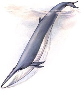 Сейвал - один из самых быстрых китов