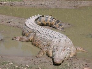 Жил да был крокодил 