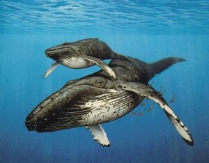 Китовое семейство
